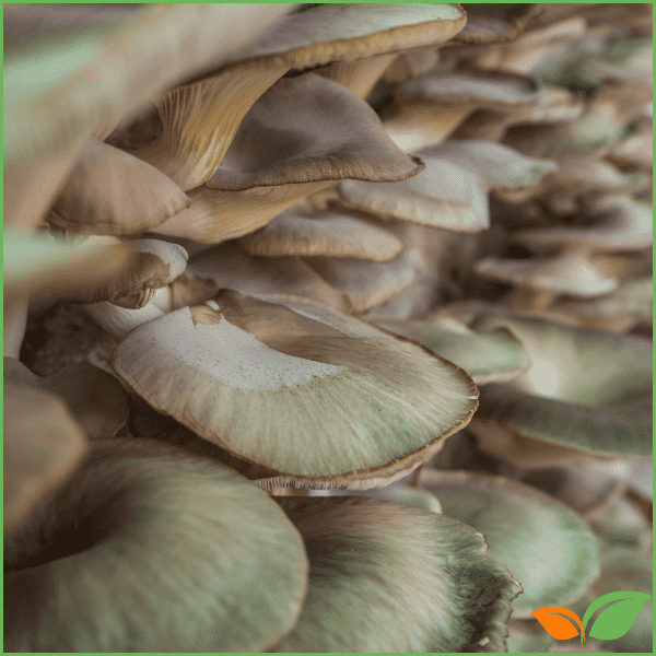 Guía Completa para Cultivar Setas en Casa: Cep, Rovellón y Girgola